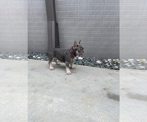 French Bulldog Puppy for sale in MIAMI, FL, USA