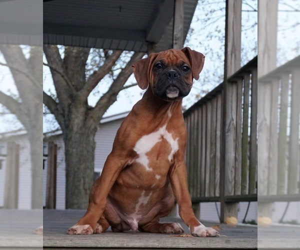 Medium Photo #5 Boxer Puppy For Sale in NAPPANEE, IN, USA