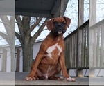 Small Photo #5 Boxer Puppy For Sale in NAPPANEE, IN, USA