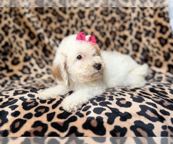 Medium Photo #6 Goldendoodle (Miniature) Puppy For Sale in LAKELAND, FL, USA