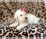 Small #5 Goldendoodle (Miniature)
