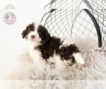 Small Photo #35 Saint Berdoodle Puppy For Sale in LEAVENWORTH, IN, USA