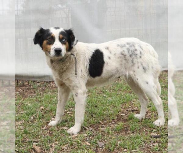 Medium Photo #1 Australian Shepherd-Unknown Mix Puppy For Sale in San Antonio, TX, USA
