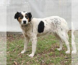 Australian Shepherd-Unknown Mix Dogs for adoption in San Antonio, TX, USA