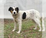 Small Australian Shepherd Mix