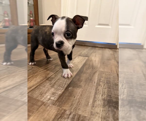 Medium Photo #7 Boston Terrier Puppy For Sale in FREDONIA, KS, USA