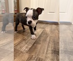Small #6 Boston Terrier