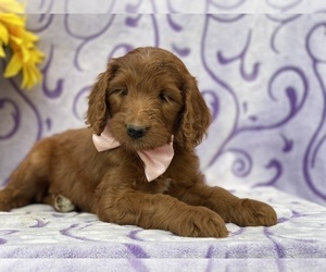Goldendoodle Puppy for sale in LANCASTER, PA, USA