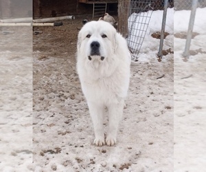 Father of the Great Pyrenees puppies born on 03/12/2023