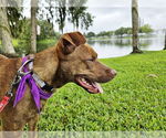 Small #2 American Pit Bull Terrier