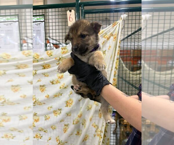 Medium Photo #2 Mutt Puppy For Sale in Calgary, Alberta, Canada