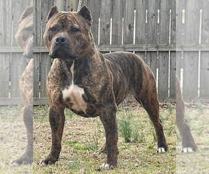Mother of the American Bully puppies born on 04/22/2023