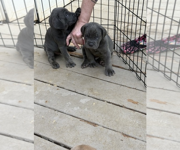 Medium Photo #1 Cane Corso Puppy For Sale in NEW TAZEWELL, TN, USA