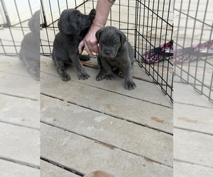 Cane Corso Puppy for sale in NEW TAZEWELL, TN, USA