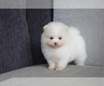 Small Photo #8 Pomeranian Puppy For Sale in CHICAGO, IL, USA
