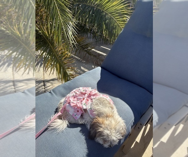 Medium Photo #9 Zuchon Puppy For Sale in LAS VEGAS, NV, USA