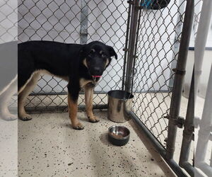 German Shepherd Dog-Unknown Mix Dogs for adoption in Fargo, ND, USA