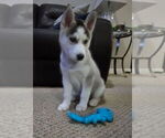 Small Photo #56 Siberian Husky Puppy For Sale in KING GEORGE, VA, USA