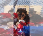 Small #4 Yorkshire Terrier