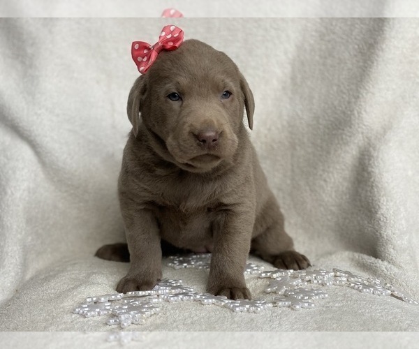 Medium Photo #7 Labrador Retriever Puppy For Sale in CEDAR LANE, PA, USA