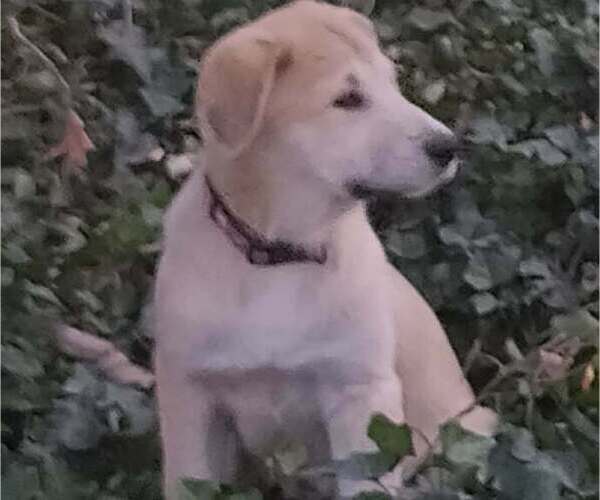 Medium Photo #3 German Shepherd Dog-Great Pyrenees Mix Puppy For Sale in JONESBORO, GA, USA