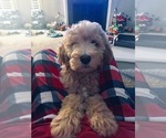 Small Photo #4 Goldendoodle Puppy For Sale in CONCORD, NC, USA