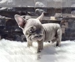 Small #5 French Bulldog