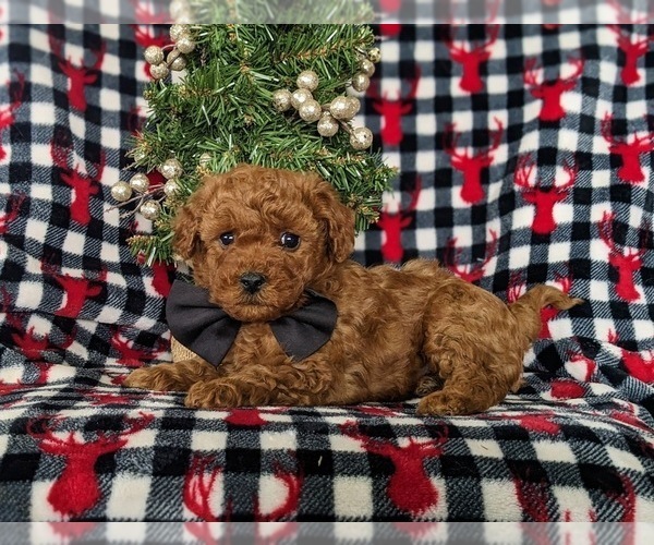 Medium Photo #4 Goldendoodle (Miniature) Puppy For Sale in NOTTINGHAM, PA, USA