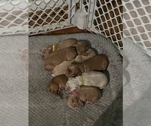 Cocker Spaniel Litter for sale in GARDENDALE, AL, USA