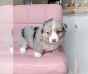 Pembroke Welsh Corgi Puppy for sale in EASTVALE, CA, USA