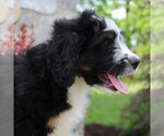 Small Photo #7 Bernedoodle Puppy For Sale in MERCERSBURG, PA, USA