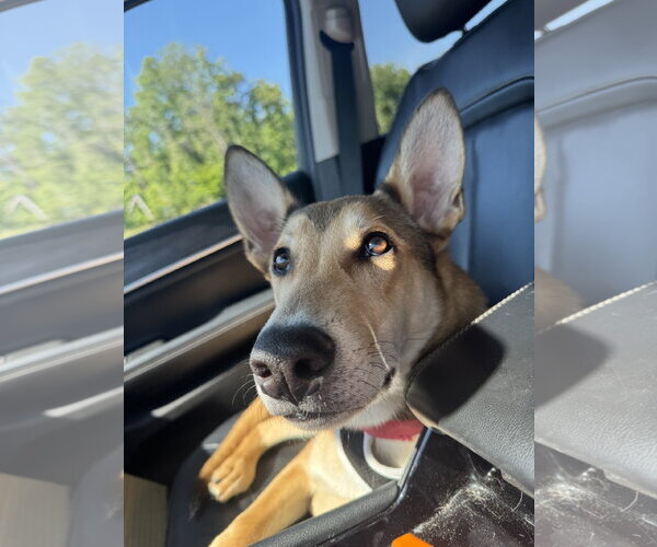 Medium Photo #34 German Shepherd Dog-Unknown Mix Puppy For Sale in Holly Springs, NC, USA
