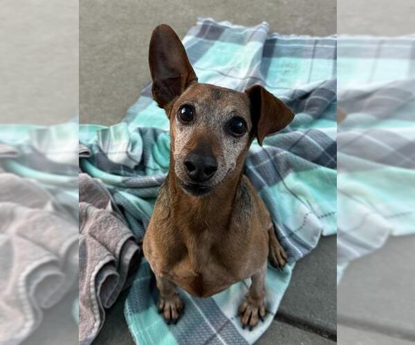 Medium Photo #1 Mutt Puppy For Sale in Sacramento, CA, USA