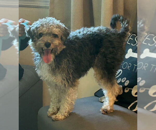 Medium Photo #2 Poodle (Miniature)-Unknown Mix Puppy For Sale in Fairfax, VA, USA