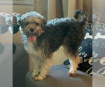 Small #1 Poodle (Miniature) Mix