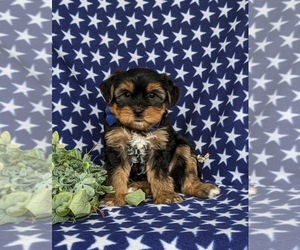 Shorkie Tzu Puppy for Sale in KIRKWOOD, Pennsylvania USA