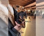 Small #4 Dachshund