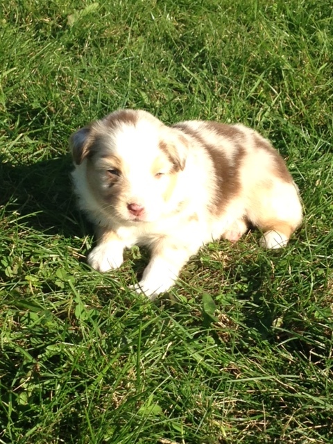 Medium Photo #1 Miniature Australian Shepherd Puppy For Sale in REEDSBURG, WI, USA
