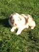Small Photo #1 Miniature Australian Shepherd Puppy For Sale in REEDSBURG, WI, USA
