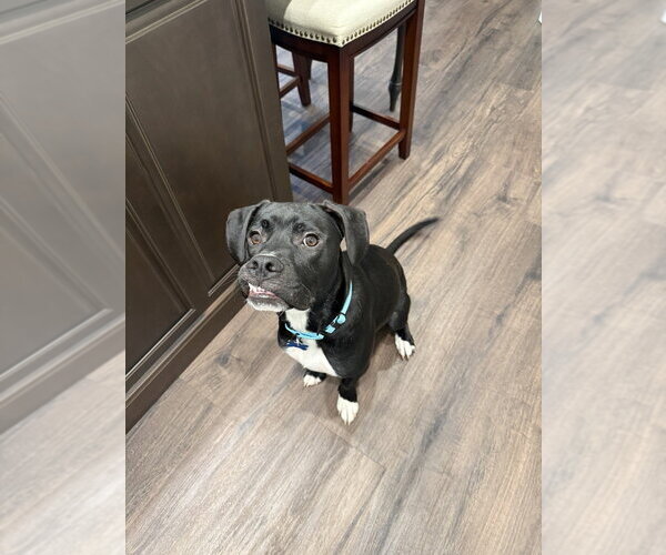 Medium Photo #14 Mutt Puppy For Sale in Springdale, PA, USA