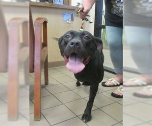 Labrador Retriever Dogs for adoption in Ocala, FL, USA