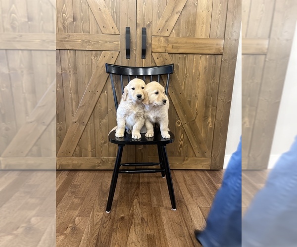 Medium Photo #12 Golden Retriever Puppy For Sale in CENTRALIA, IL, USA
