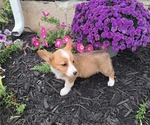 Small #4 Pembroke Welsh Corgi