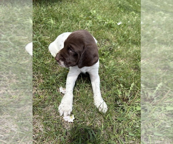 Medium Photo #4 German Shorthaired Pointer Puppy For Sale in ROCKFORD, IL, USA