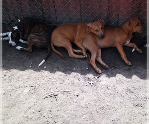 American Pit Bull Terrier Puppy for sale in HOLLAND, MI, USA