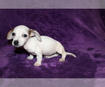 Small #10 Dachshund