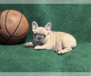 French Bulldog Puppy for sale in HOLLYWOOD, FL, USA