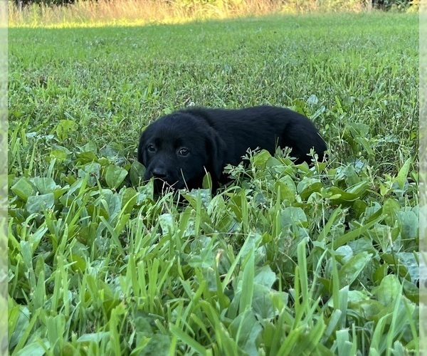 Medium Photo #13 Labrador Retriever Puppy For Sale in MARSHFIELD, MO, USA
