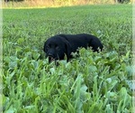 Small #12 Labrador Retriever