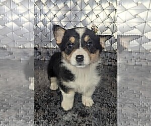 Pembroke Welsh Corgi Puppy for sale in GOSHEN, IN, USA